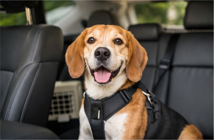 Pet dentro de veículo de passeio